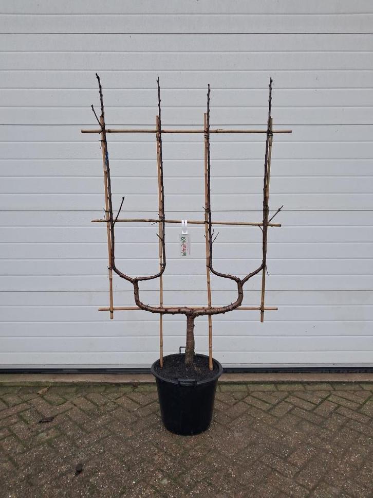 Fruitbomen, Tuin en Terras, Planten | Fruitbomen, Overige soorten, 100 tot 250 cm, Lente, In pot, Ophalen
