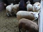 rammen, Dieren en Toebehoren, Schapen, Geiten en Varkens, Mannelijk, Schaap, 0 tot 2 jaar