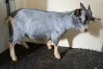 Dwerggeitbok blauwschimmel met tan CAE en CL-vrij, Dieren en Toebehoren, Schapen, Geiten en Varkens, Mannelijk, Geit, 0 tot 2 jaar