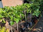 Vijgenboom  korting, Ophalen, Volle zon, Overige soorten