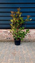 Photinia fraseri ´Red Robin´🌿🍁  haagplant, Ophalen, Overige soorten, 100 tot 250 cm