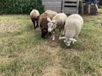 Koppel Schapen lammeren, Dieren en Toebehoren, Meerdere dieren, Schaap, 0 tot 2 jaar