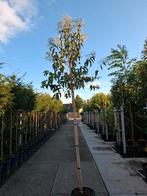 zevenzonenboom hoogstam heptacodium miconioides, Tuin en Terras, Ophalen