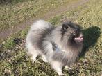 Wolfgrijze keeshond ( dekreu ), Fokker | Hobbymatig, Keeshond, Reu, 1 tot 2 jaar