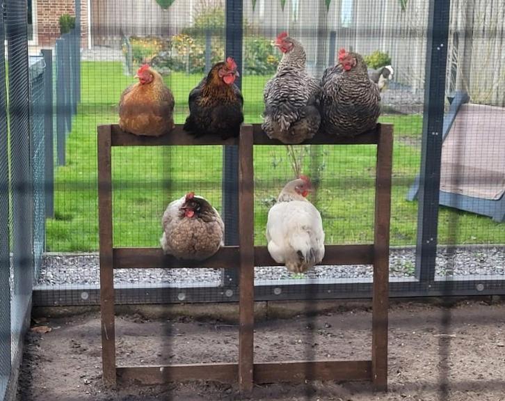 Leg Kippetjes, Dieren en Toebehoren, Pluimvee, Kip, Vrouwelijk