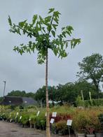 Dakmoerbei, morus, moerbei, dakboom, Tuin en Terras, Planten | Bomen, Bloeit niet, Overige soorten, 100 tot 250 cm, Ophalen