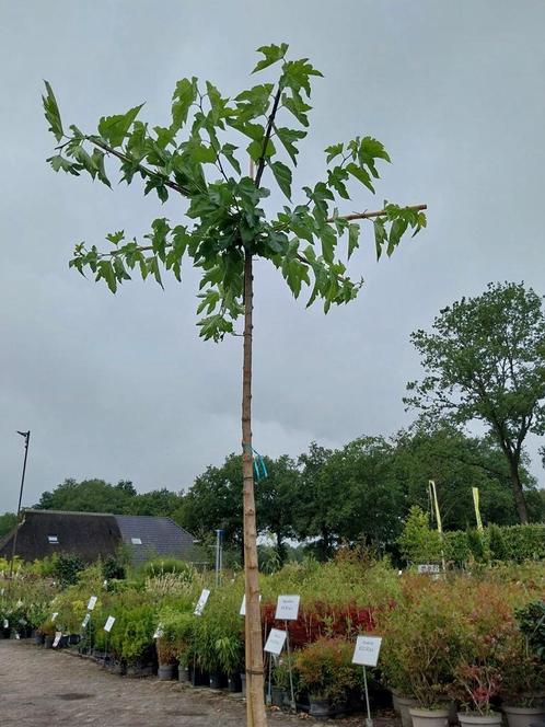 Dakmoerbei, morus, moerbei, dakboom, Tuin en Terras, Planten | Bomen, Overige soorten, 100 tot 250 cm, Volle zon, Bloeit niet