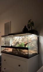 Koningspython met terrarium, Dieren en Toebehoren, Slang, Met terrarium, 0 tot 2 jaar