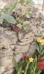 Aardbeien planten, Tuin en Terras, Planten | Tuinplanten, Ophalen, Zomer, Fruitplanten, Volle zon