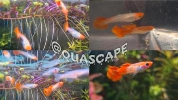 Poecilia Reticulata - Oranje Guppy Cobra Koi  beschikbaar voor biedingen