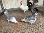 Toom grote friese zilverpel kippen., Dieren en Toebehoren, Pluimvee, Meerdere dieren, Kip
