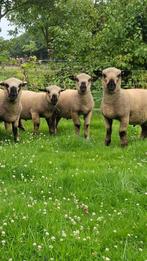 4 Stamboek Hampshire Down ramlammeren, Dieren en Toebehoren, Schapen, Geiten en Varkens, Mannelijk, Schaap, 0 tot 2 jaar