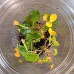 Begonia prismatocarpa in plastic beker, Ophalen of Verzenden, Halfschaduw, Minder dan 100 cm