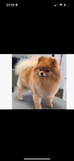 Pomeriaan zoekt een warme huis, Dieren en Toebehoren, Particulier, Keeshond, Rabiës (hondsdolheid), Buitenland