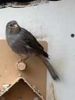 Kanarie man, Dieren en Toebehoren, Vogels | Overige Vogels, Mannelijk, Tropenvogel