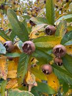 Mispels, Tuin en Terras, Planten | Fruitbomen, Ophalen