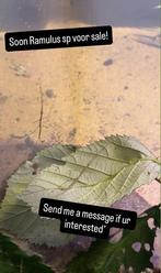 Ramulus Sp wandelende tak nymphen, Dieren en Toebehoren, Insecten en Spinnen, Wandelende tak