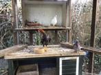 Ko Shamo haan, Dieren en Toebehoren, Mannelijk, Kip