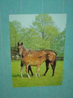 7) kleuren ansichtkaart Paarden, Verzamelen, Ansichtkaarten | Dieren, Verzenden, 1980 tot heden, Gelopen, Paard