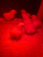Wyandotte kuikens, Dieren en Toebehoren, Pluimvee, Geslacht onbekend, Kip