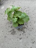 Alchemilla Mollis - Vrouwenmantel, Ophalen, Bodembedekkers, Vaste plant, Halfschaduw