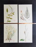 kruidenposters op speciaal geperst papier., Ophalen of Verzenden