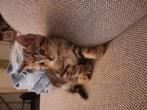 supper schattige lieve en 1mooie tijger achttige kitten, Dieren en Toebehoren, Kater
