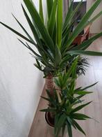 Nieuwe kamerplant Yucca, Huis en Inrichting, Kamerplanten, 100 tot 150 cm, Yucca, Groene kamerplant, Halfschaduw