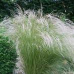 Stipa tenuissima 'Ponytails' (Vedergras), Ophalen, Volle zon, Vaste plant, Siergrassen