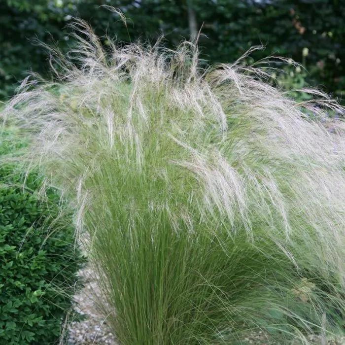 Stipa tenuissima 'Ponytails' (Vedergras), Tuin en Terras, Planten | Tuinplanten, Vaste plant, Siergrassen, Volle zon, Bloeit niet