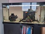 Aquarium  met vissen, Dieren en Toebehoren, Ophalen, Zo goed als nieuw, Gevuld zoetwateraquarium