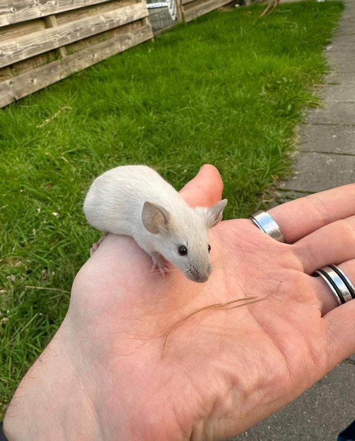 Tamme engelse muizen, Dieren en Toebehoren, Knaagdieren, Mannelijk, Muis, Augustus, Tam