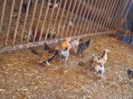 Jonge haantjes, Dieren en Toebehoren, Pluimvee, Mannelijk, Kip