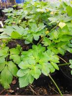 Zwartmoeskervel mooie planten, Ophalen of Verzenden, Overige soorten, Volle zon