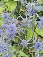 Kruisdistel paars, Ophalen of Verzenden, Voorjaar, Volle zon, Zaad