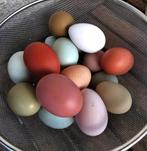 broedeieren kleurleggers, ze zijn zo leuk!!!, Dieren en Toebehoren, Geslacht onbekend, Kip