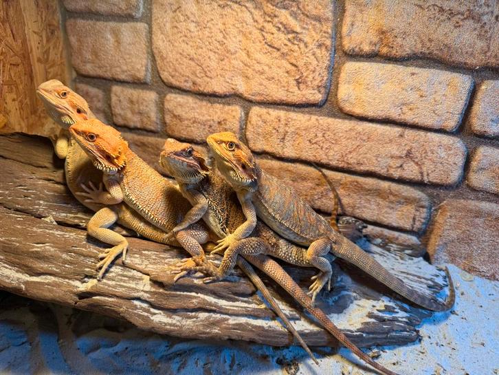Verschillende jonge baardagamen nog 7 beschikbaar, Dieren en Toebehoren, Reptielen en Amfibieën, Hagedis, 0 tot 2 jaar