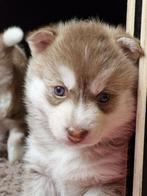 Pomsky pups beschikbaar!!, Dieren en Toebehoren, Honden | Niet-rashonden, 8 tot 15 weken, Meerdere, Meerdere dieren, Middel