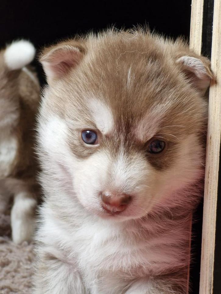 Pomsky pups beschikbaar!!, Dieren en Toebehoren, Honden | Niet-rashonden, Middel, Meerdere dieren, Particulier, Meerdere, Nederland