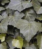 Hedera Helix, kleinbladige klimop, 20 stuks, Vaste plant, Klimplanten, Ophalen