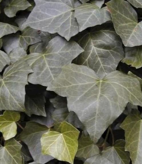 Hedera Helix, kleinbladige klimop, 20 stuks, Tuin en Terras, Planten | Tuinplanten, Vaste plant, Klimplanten, Ophalen