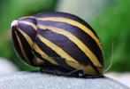 Neritina coromandeliana slak - Koidream Valburg