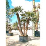 Chamaerops humilis - Europese Dwergpalm (450cm/e13124 g19033, Ophalen of Verzenden, Nieuw