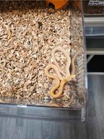Jonge rattenslang 1.0, Dieren en Toebehoren, Reptielen en Amfibieën, Slang, 0 tot 2 jaar