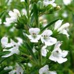 Satureja montana Bergbonenkruid – overblijvend bonenkruid, Volle zon, Vaste plant, Ophalen of Verzenden, Kruiden