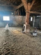 Wallaby’s vrouwtjes, Dieren en Toebehoren, Overige Dieren, Maart, Meerdere dieren