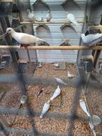 Lachduiven, Meerdere dieren, Overige soorten