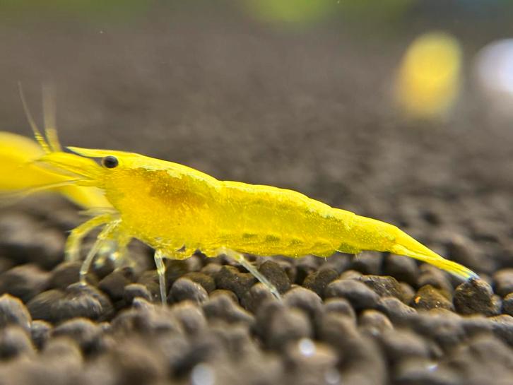 Gele Necaridina | Citroengarnalen, Dieren en Toebehoren, Vissen | Aquariumvissen, Kreeft, Krab of Garnaal