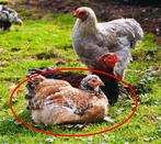 Buff Columbia geparelde Brahma kip – 9 maanden, aan de leg, Vrouwelijk, Kip