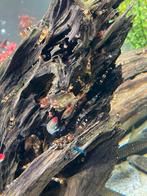 Crystal black garnalen, Dieren en Toebehoren, Vissen | Aquariumvissen, Kreeft, Krab of Garnaal